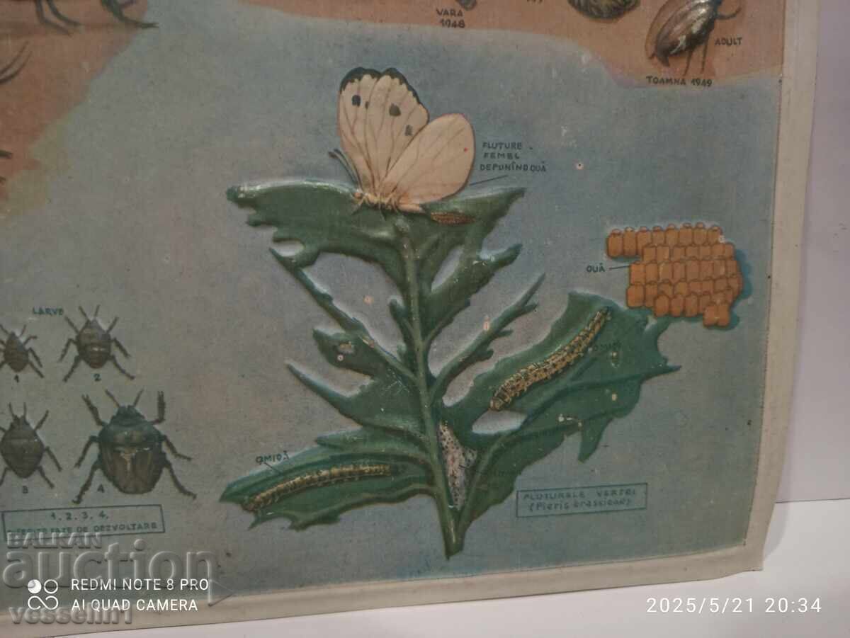 Δημοπρασία Παλιό εκπαιδευτικό μεγάλο ταμπλό, στάδιο, ανάπτυξη ακρίδα σκαθάρι