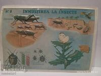 Παλιό εκπαιδευτικό μεγάλο ταμπλό, στάδιο, ανάπτυξη ακρίδα σκαθάρι