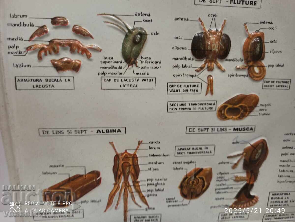 Παλιό εκπαιδευτικό ογκώδες ταμπλό 4 ειδών στοματικού μηχανισμού εντόμων με τιμή 35.00 BGN | € 17.90