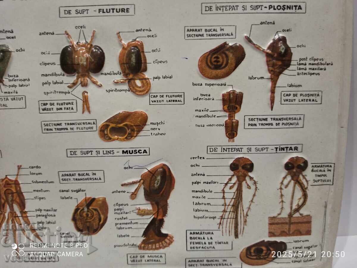 Δημοπρασία Παλιό εκπαιδευτικό ογκώδες ταμπλό 4 ειδών στοματικού μηχανισμού εντόμων