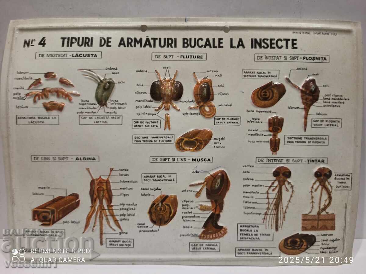Old educational large board 4 types of insect mouthparts Old educational large board 4 types of insect mouthparts