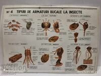 Panou didactic vechi, voluminos, 4 tipuri de mecanisme bucale ale insectelor