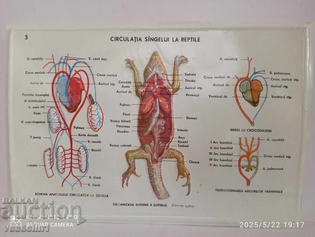 Old educational large board, circulatory system of a lizard, Soviet era