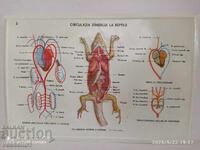 Old educational large board, circulatory system of a lizard, Soviet era