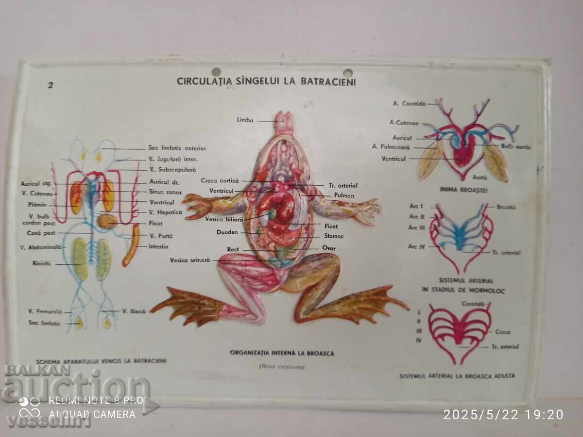 Old educational volumetric board, circulatory system of a frog, social era Old educational volumetric board, circulatory system of a frog, social era