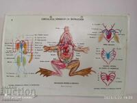 Old educational volumetric board, circulatory system of a frog, social era
