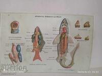 Old educational large board, the digestive system of a shark