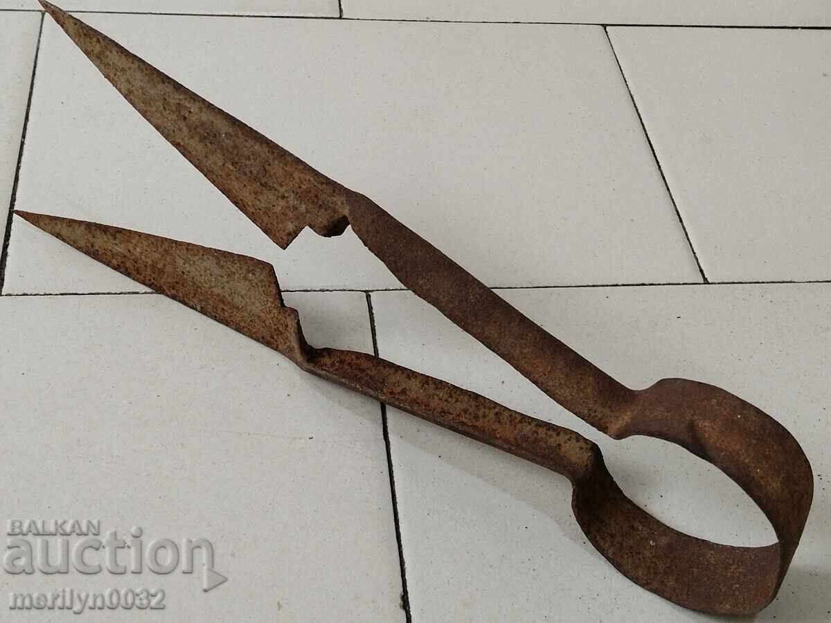 Old sheep shearing scissors, wrought iron, blade - 5