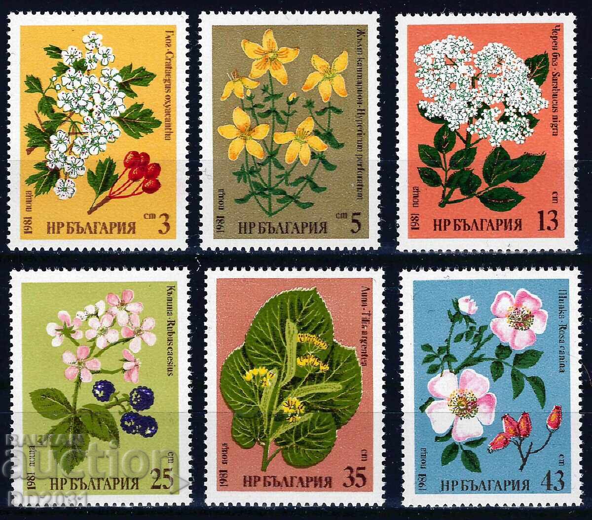 Bulgaria 1981 - Herbs MNH