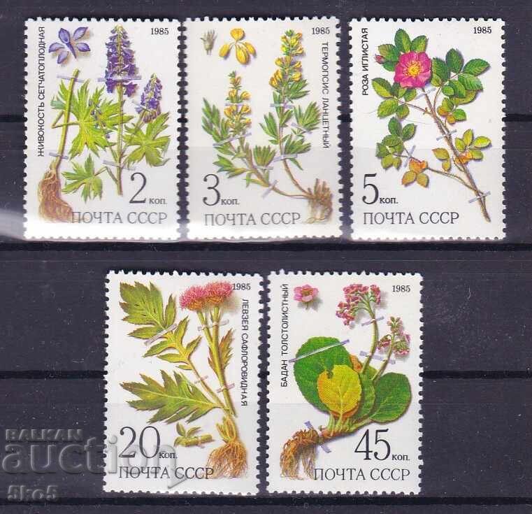 СССР-1985 г.-  СИБИРСКИ ЦВЕТЯ  - **/MNH