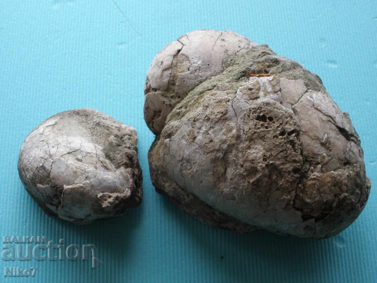 Fossils, clam fossils, millions of years old with price 29.99 BGN | € 15.33