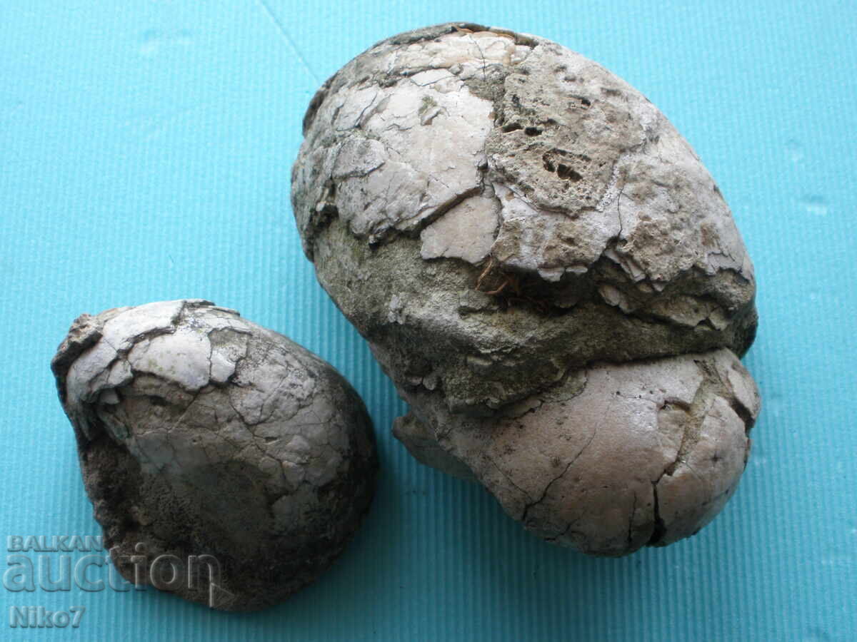 Δημοπρασία Απολιθώματα, απολιθώματα μυδιών, εκατομμυρίων ετών Δημοπρασία Απολιθώματα, απολιθώματα μυδιών, εκατομμυρίων ετών