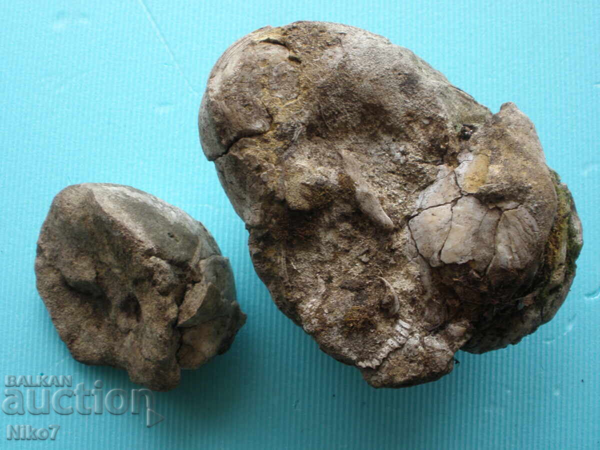 Delivery of Fossils, clam fossils, millions of years old