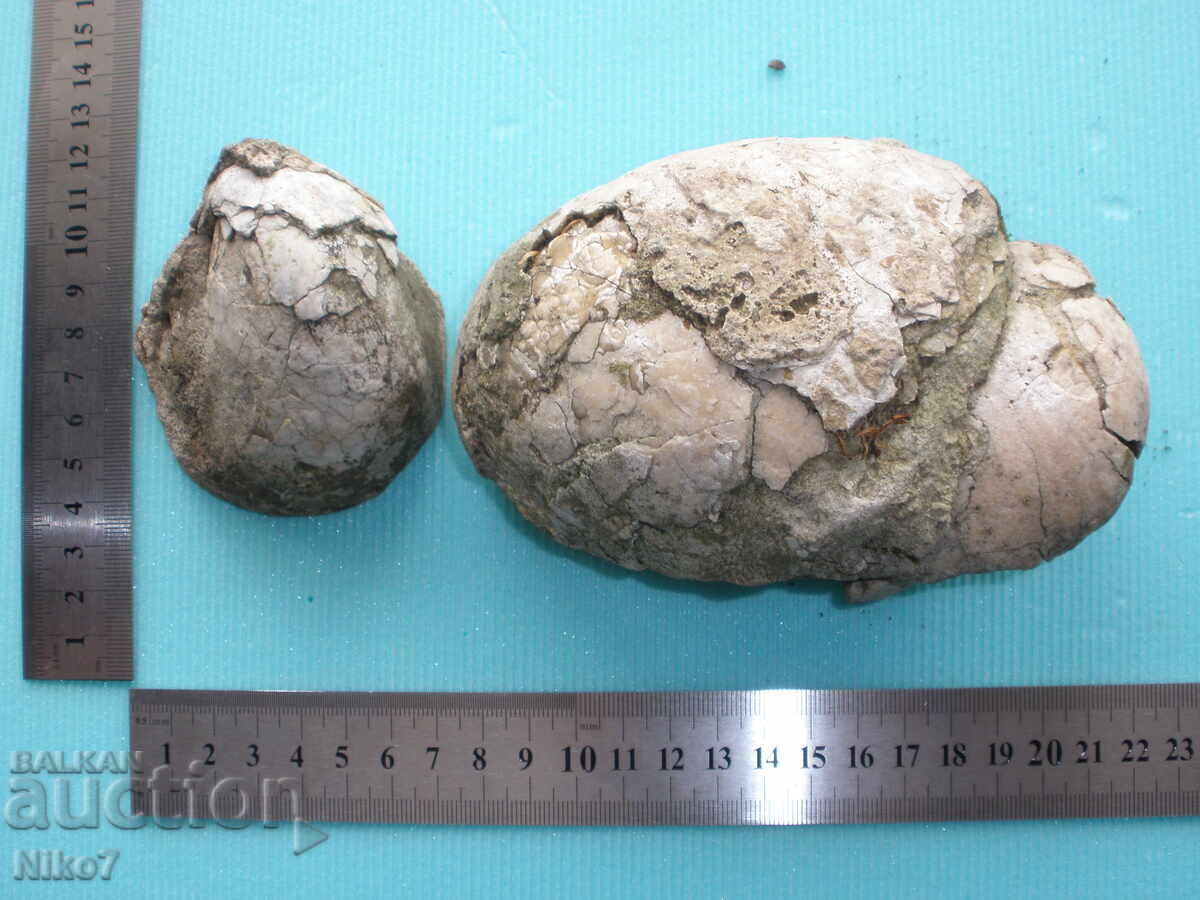 Fossils, clam fossils, millions of years old - 5