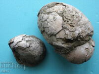 Fosile, fosile de scoici, vechi de milioane de ani