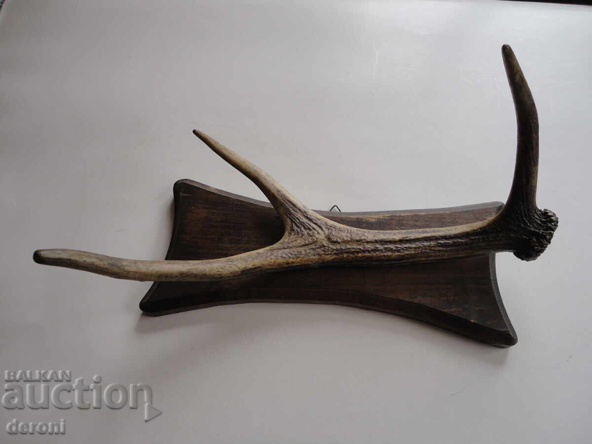 Κρεμάστρα για τρόπαιο κυνηγιού από κέρατο ελαφιού - 6