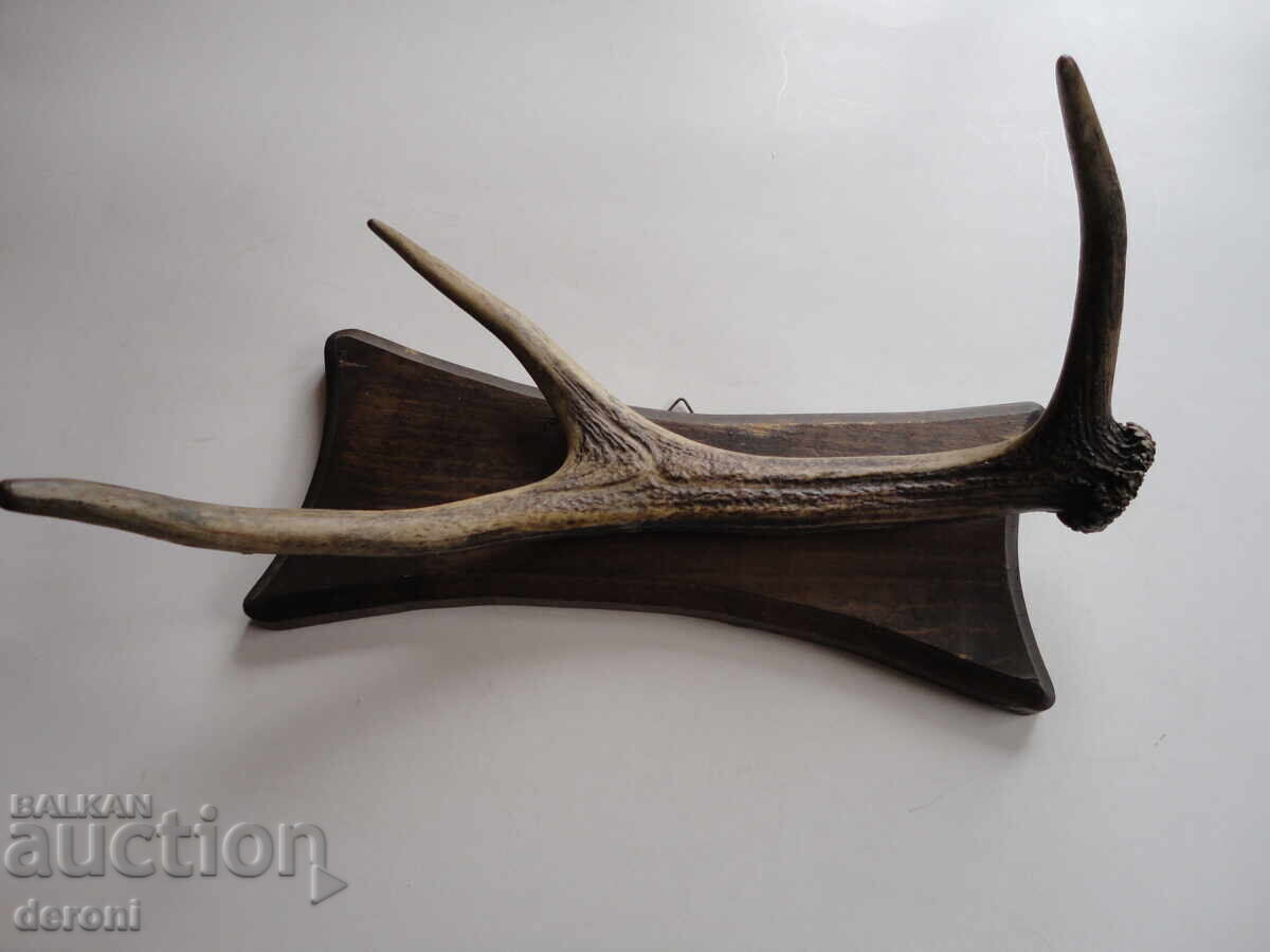 Κρεμάστρα για τρόπαιο κυνηγιού από κέρατο ελαφιού - 7