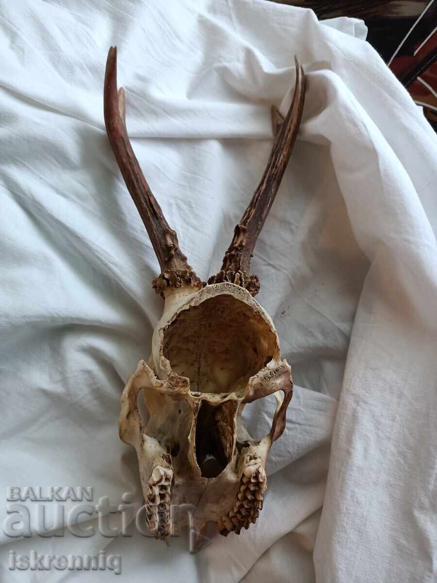 Τρόπαιο Κέρας με τιμή 35.00 BGN | € 17.90