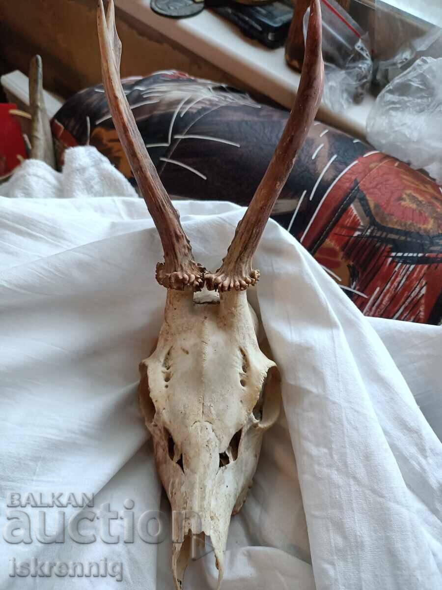 Τρόπαιο Κέρας