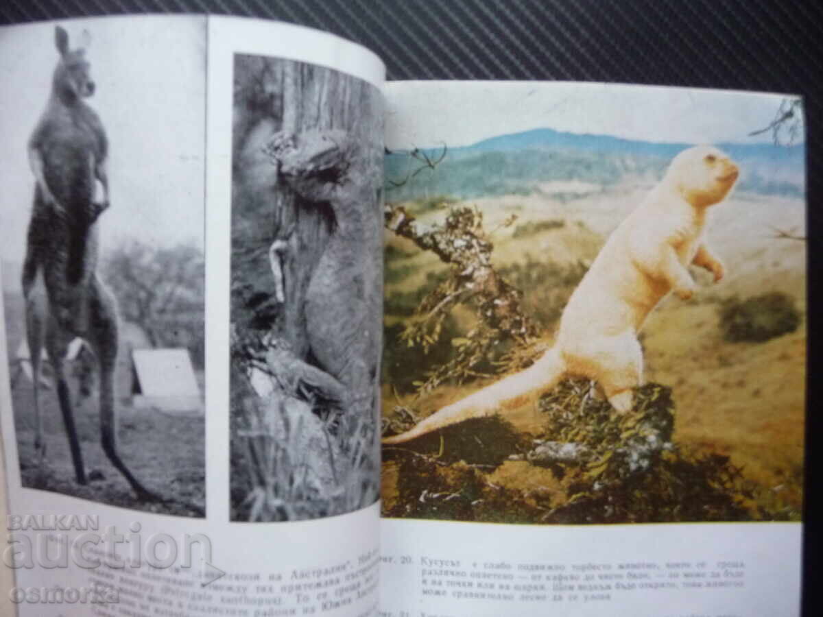 Four-legged Australians: Bernhard Grzimek, kangaroo, dingo, marsupial with price 1.00 BGN | € 0.51