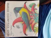 Το καλύτερο πουλί