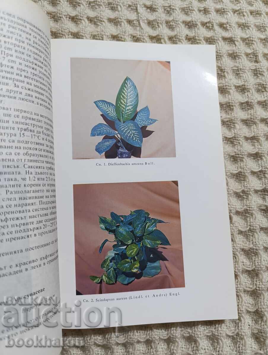 Недялка Николова: Цветарство с цена 8.00 лв. | € 4.09