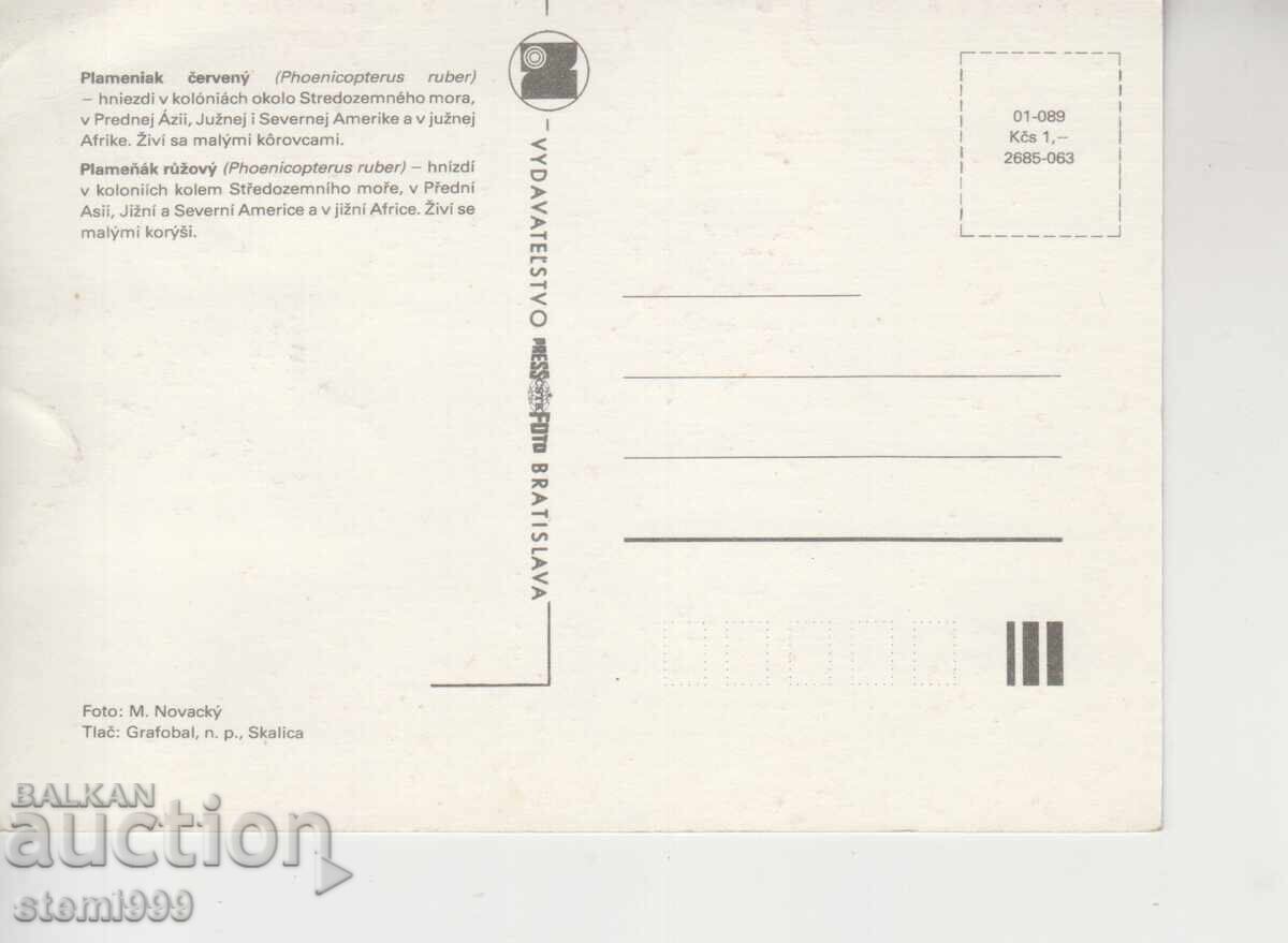 Card maxim FDC PĂSĂRI FLAMINGO cu preț 2.50 BGN | € 1.28 Card maxim FDC PĂSĂRI FLAMINGO cu preț 2.50 BGN | € 1.28