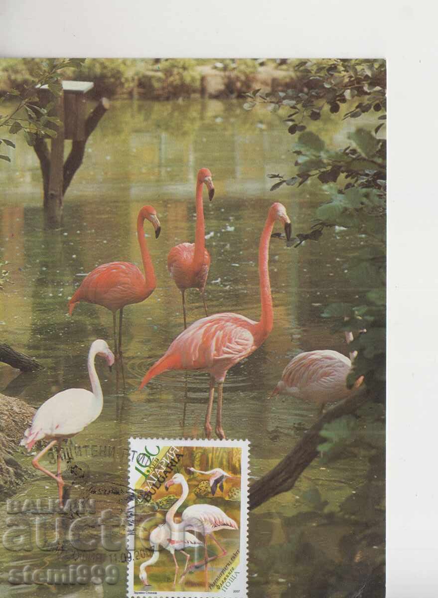 Card maxim FDC PĂSĂRI FLAMINGO Card maxim FDC PĂSĂRI FLAMINGO