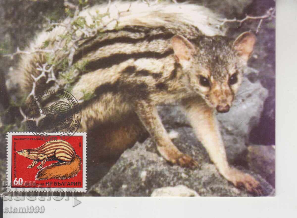 Maximum Card MAX PREDATORS