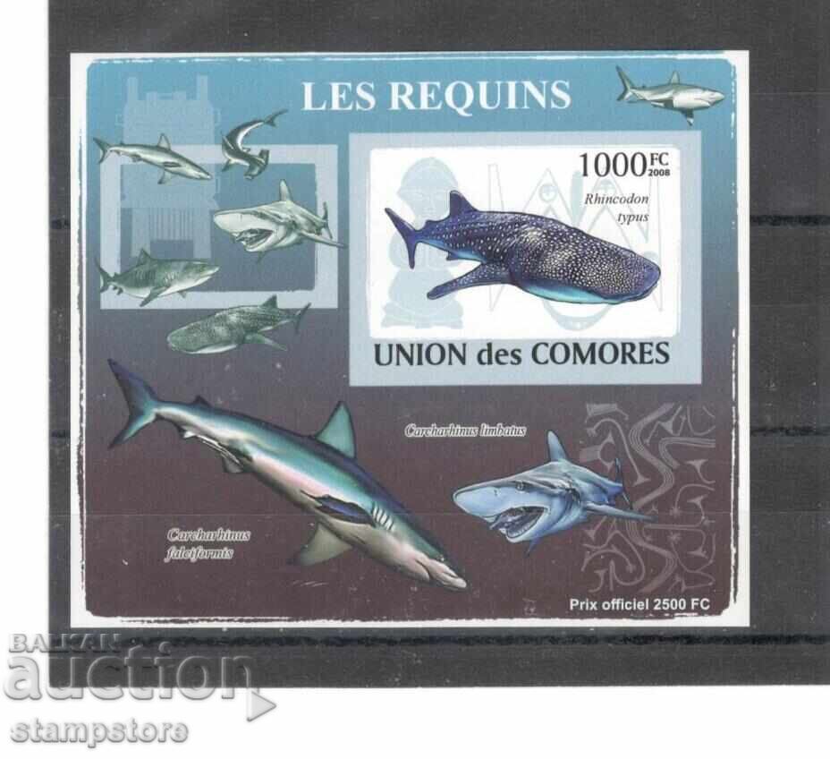 Comoros - Marine fauna - Sharks