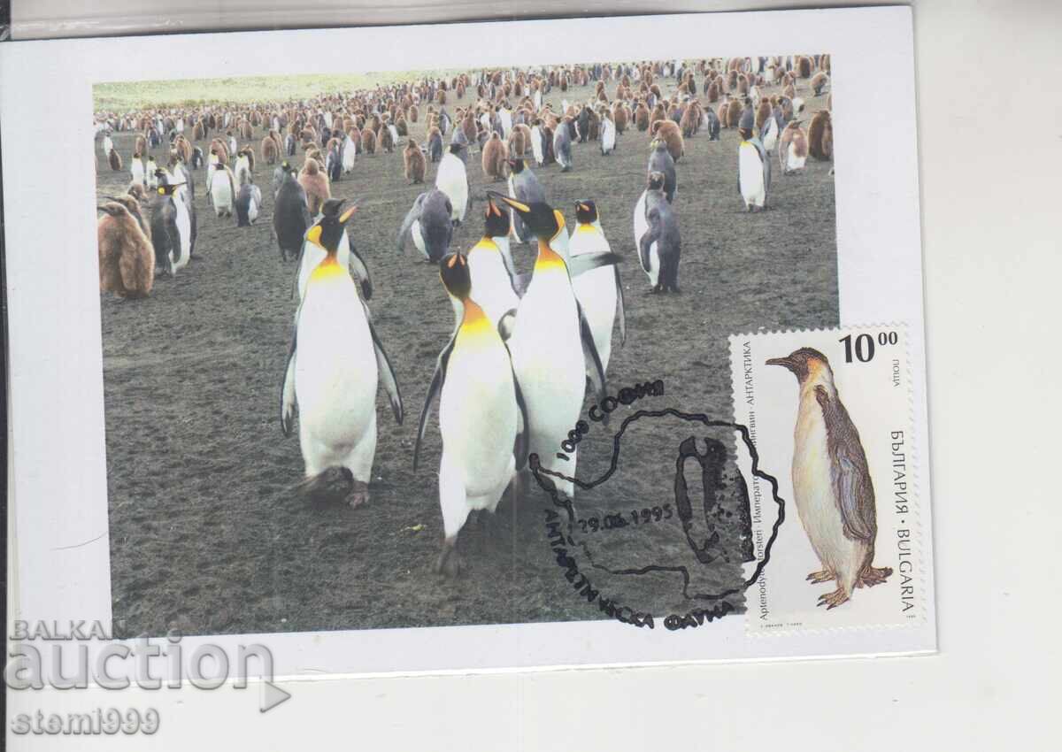 Postcard MAX ANTARCTIC FAUNA PENGUINS