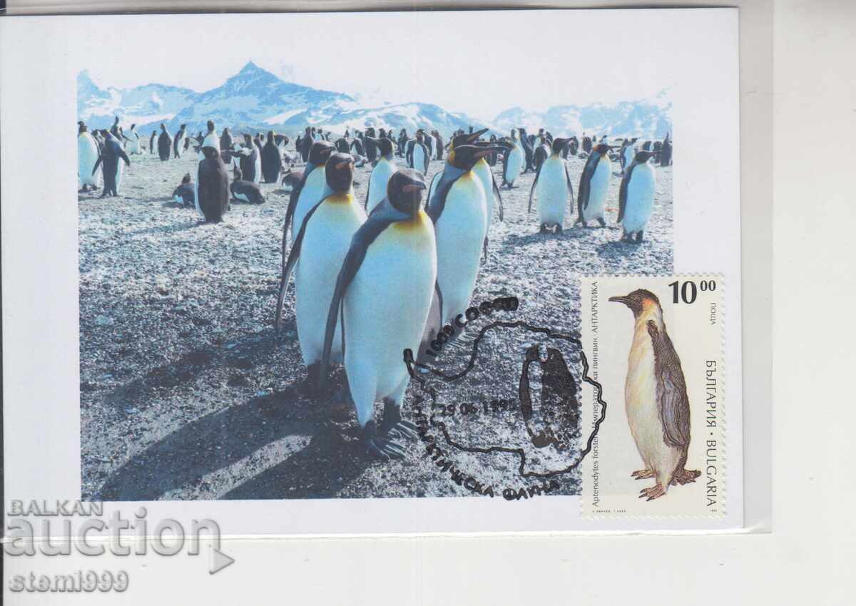 Ταχυδρομική κάρτα ΜΑΧ ΑΝΤΑΡΚΤΙΚΗ ΠΑΝΙΔΑ ΠΙΓΚΟΥΙΝΟΙ