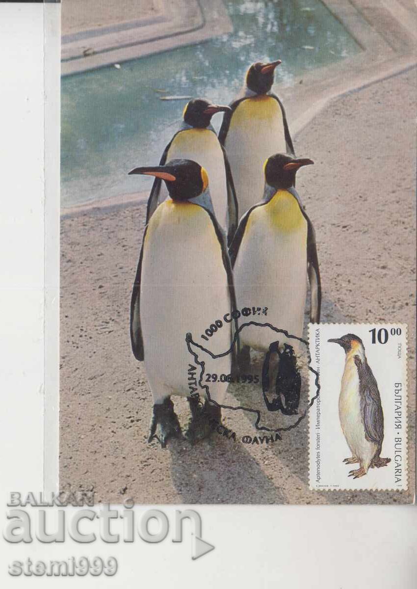 Ταχυδρομική κάρτα ΜΑΧ ΑΝΤΑΡΚΤΙΚΗ ΠΑΝΙΔΑ ΠΙΓΚΟΥΙΝΟΙ