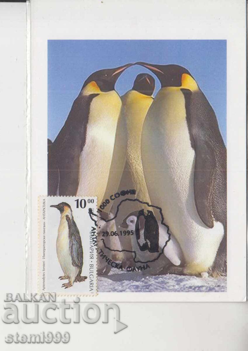 Postcard MAX ANTARCTIC FAUNA PENGUINS