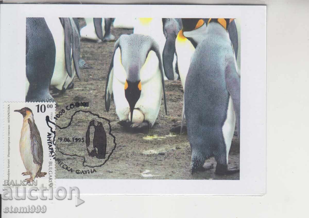 Postcard MAX ANTARCTIC FAUNA PENGUINS