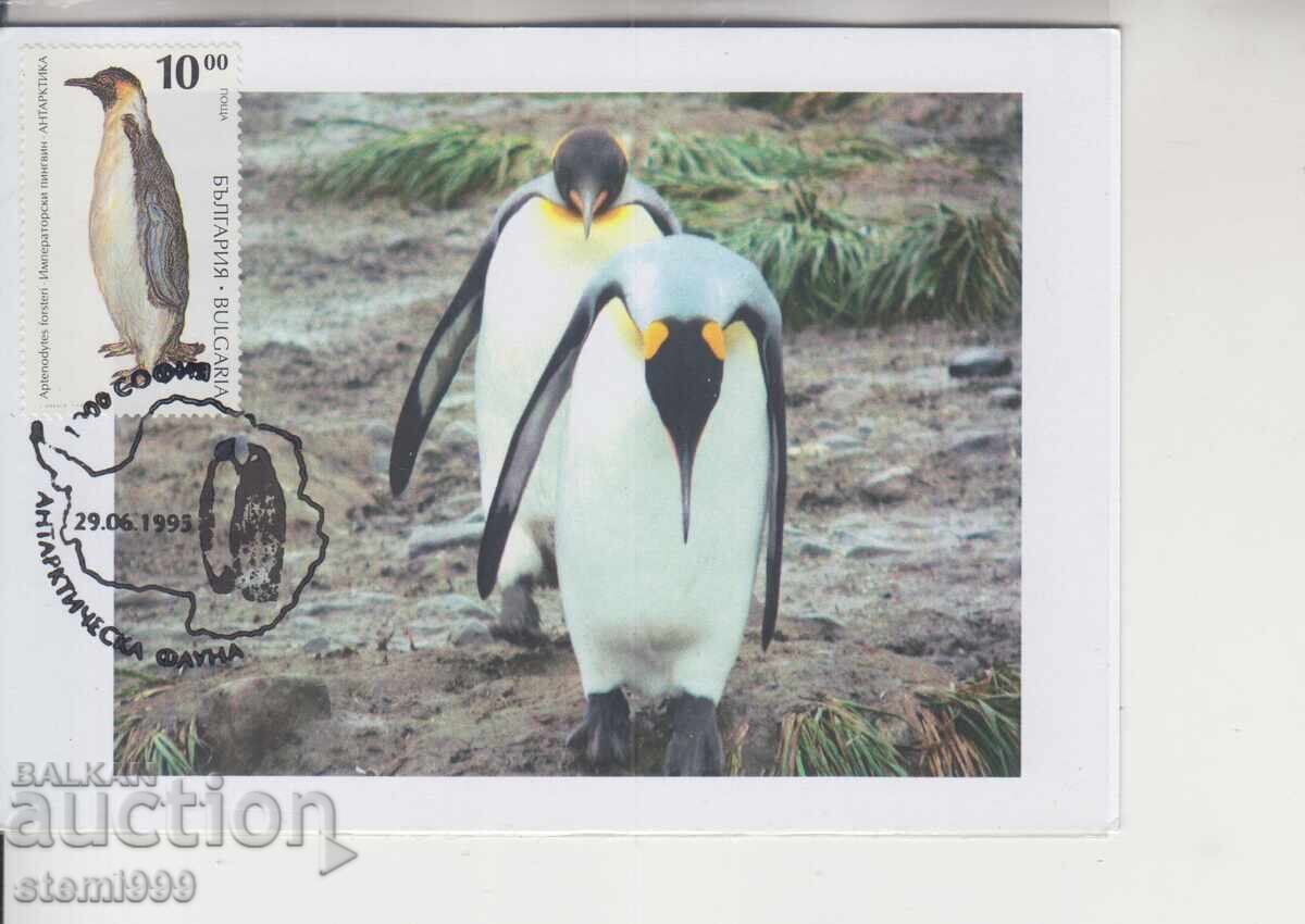Postcard MAX ANTARCTIC FAUNA PENGUINS Postcard MAX ANTARCTIC FAUNA PENGUINS