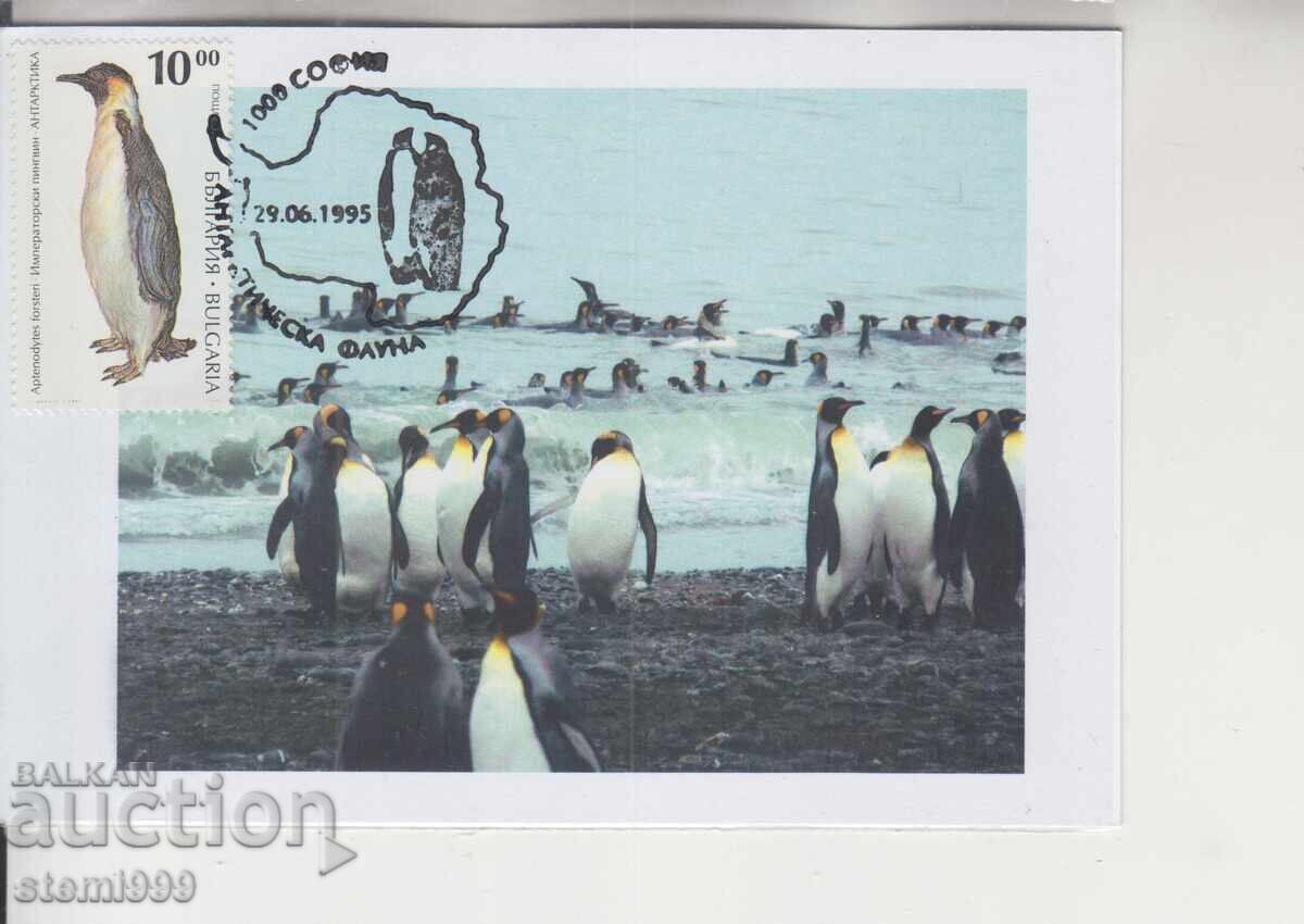 Postcard MAX ANTARCTIC FAUNA PENGUINS