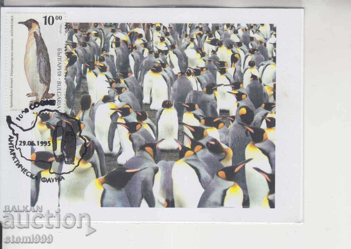 Postcard MAX ANTARCTIC FAUNA PENGUINS