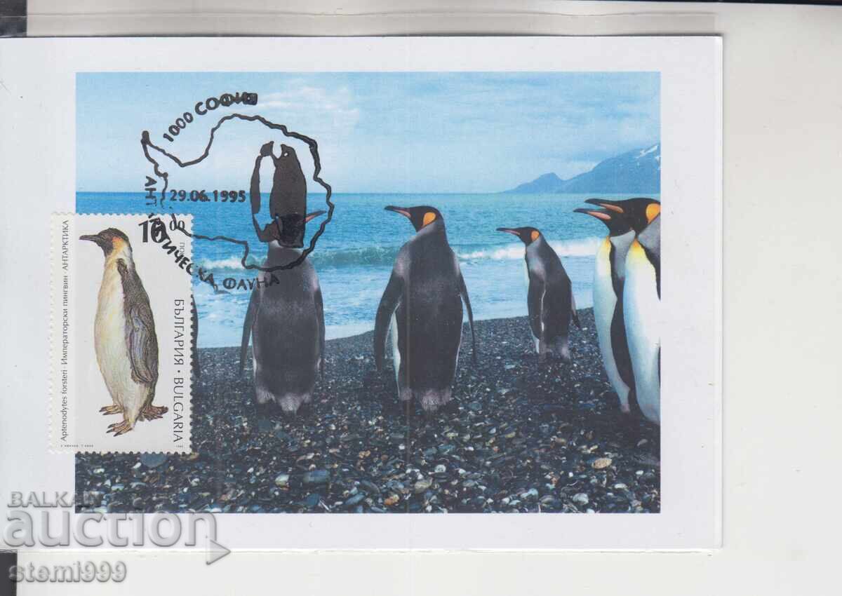 Ταχυδρομική κάρτα ΜΑΧ ΑΝΤΑΡΚΤΙΚΗ ΠΑΝΙΔΑ ΠΙΓΚΟΥΙΝΟΙ