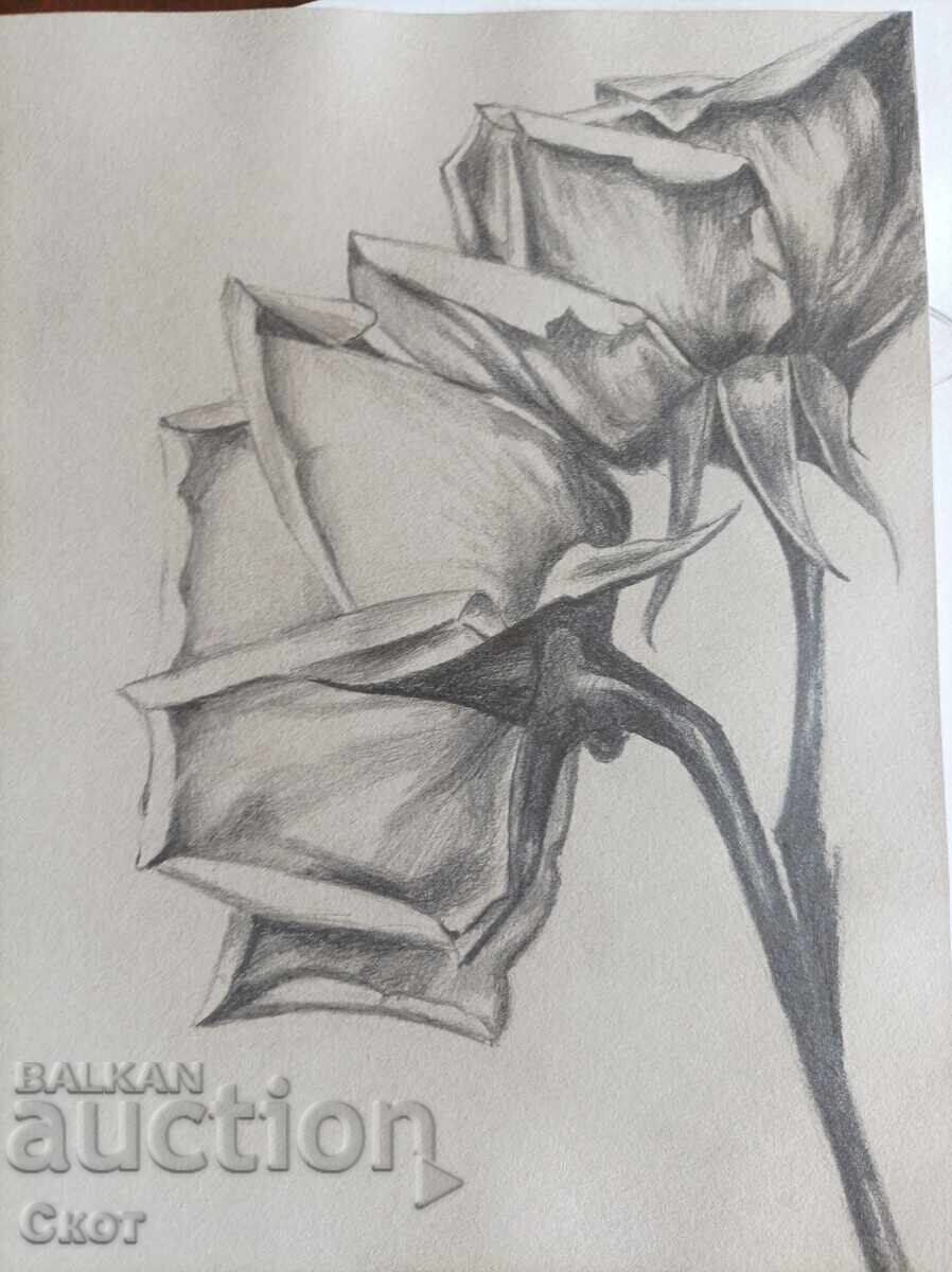 Pencil drawing