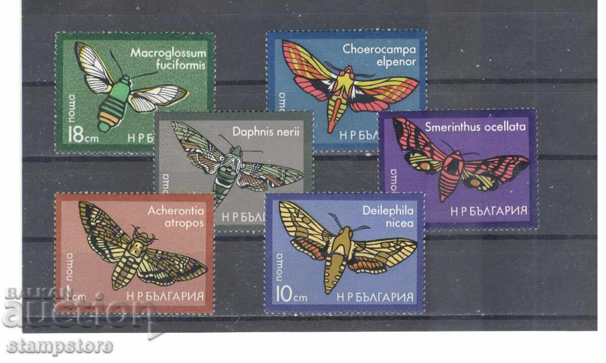 Βραδινές πεταλούδες Βραδινές πεταλούδες