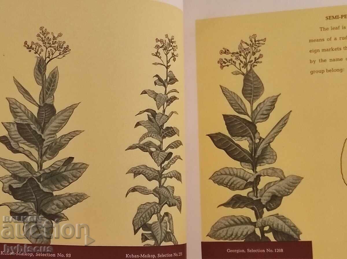 Δημοπρασία Σοβιετικά τσιγάρα, Raznoexport, 1950 - 1960