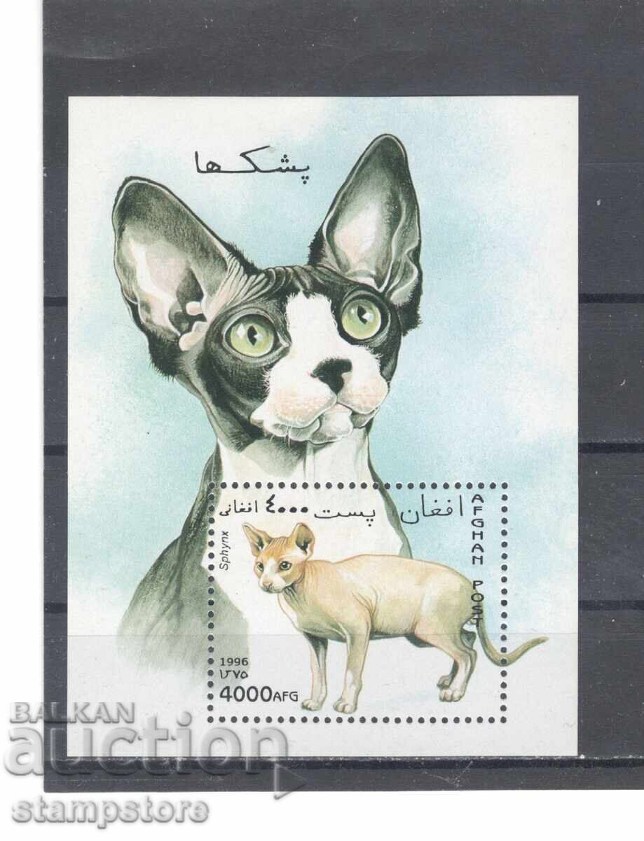 Afghanistan - Cats