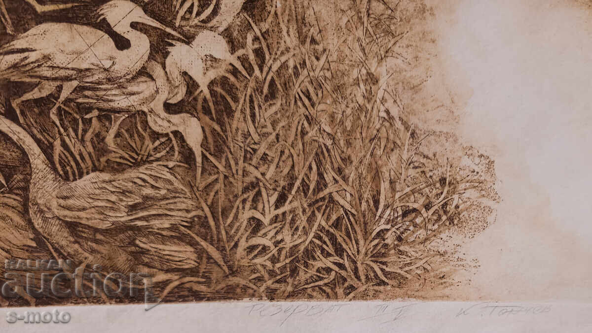 Γραφικά, χαρακτικό "Ρezervat" υπογεγραμμένο - 7 Γραφικά, χαρακτικό "Ρezervat" υπογεγραμμένο - 7