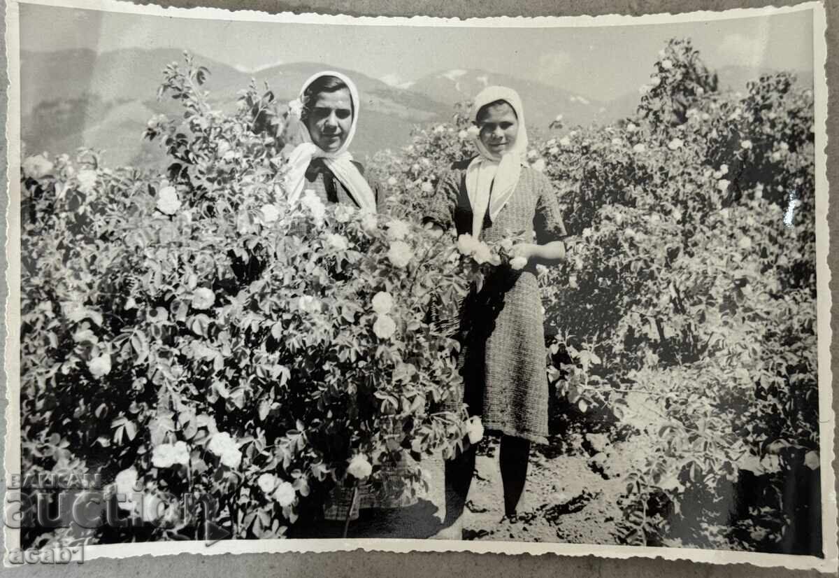 Cazan de cules trandafiri din Kazanlăk