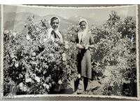 Cazan de cules trandafiri din Kazanlăk