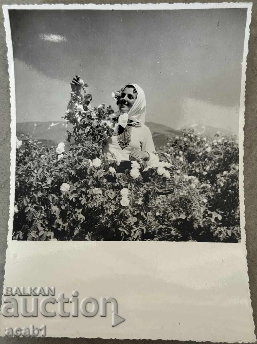 Ροζόμπεραčka Καζανλάκ Ροζόμπεραčka Καζανλάκ