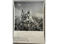 Ροζόμπεραčka Καζανλάκ