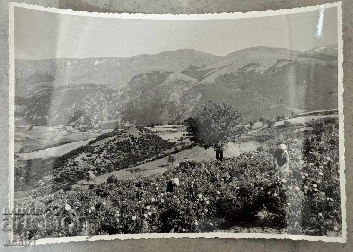 Culegători de trandafiri Kazanlăk