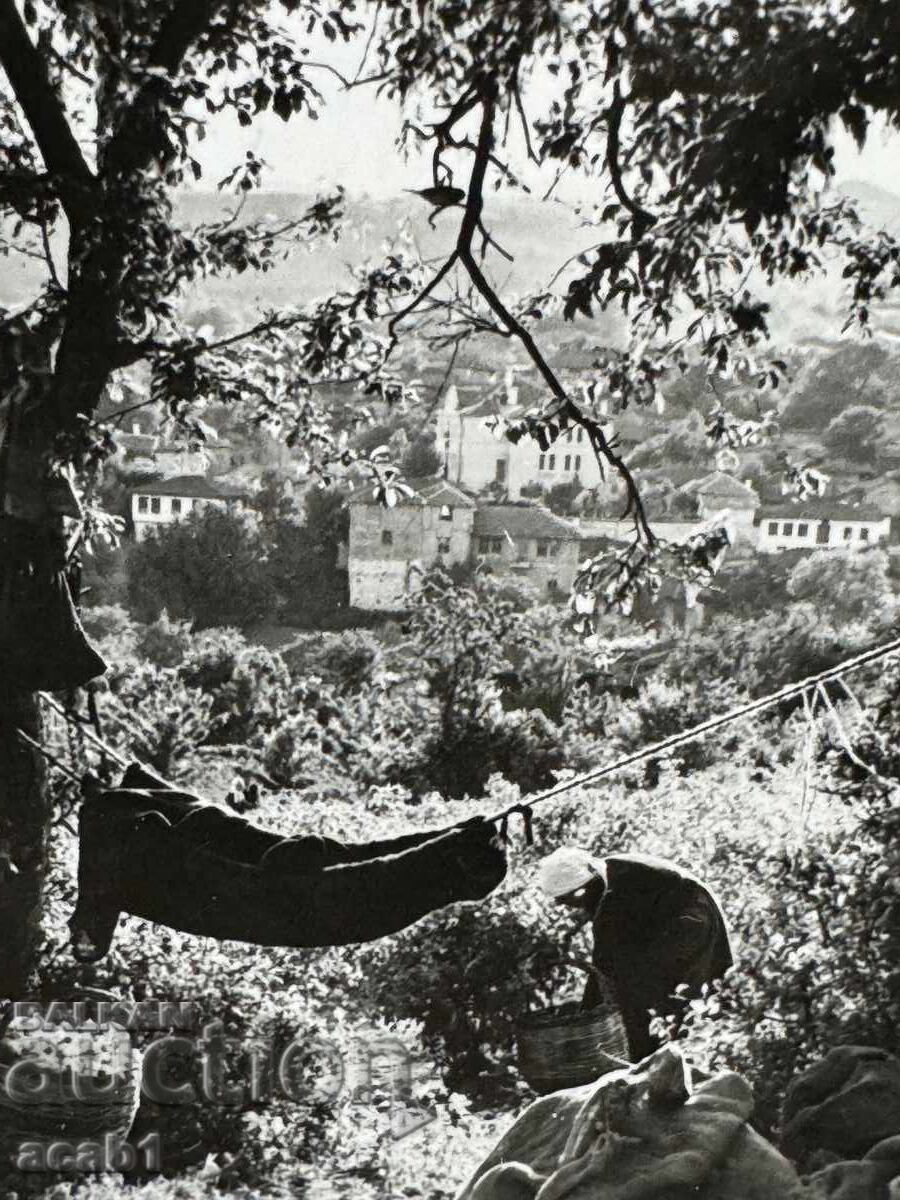 Ροζόμπεραčka Καζανλάκ Ροζόμπεραčka Καζανλάκ